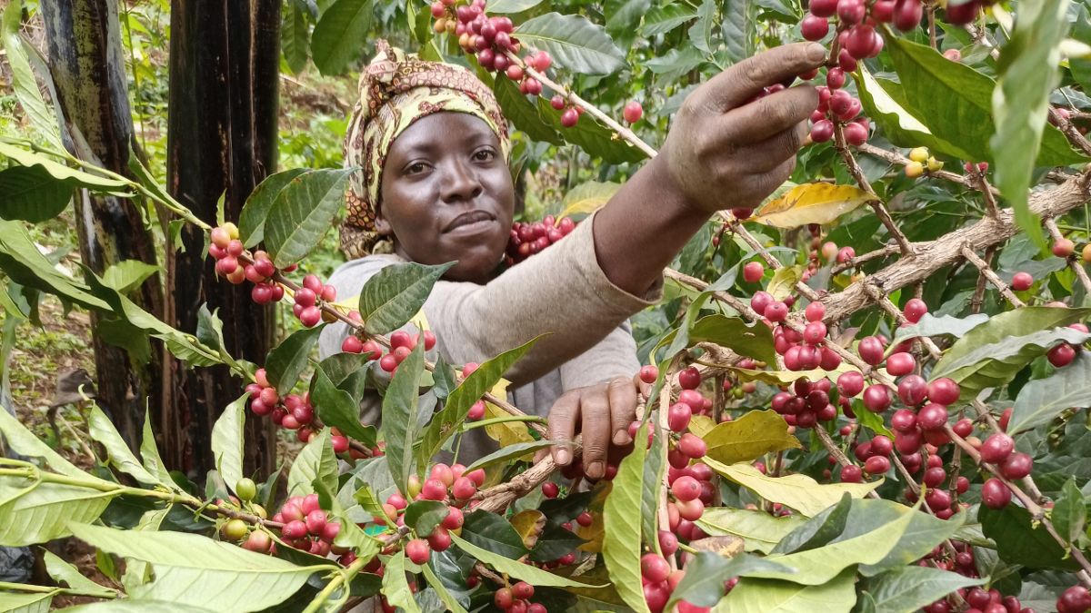 Beginner’s Guide To Starting A Coffee Farming Business