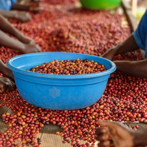 cropped photo of female workers working on the plantation and sorting coffee fruits. Rwanda. Coffee production